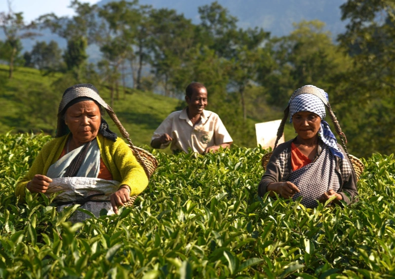 Da Hong Pao Imperial wird von den Teepfückern auf dem Teefeld geerntet. 