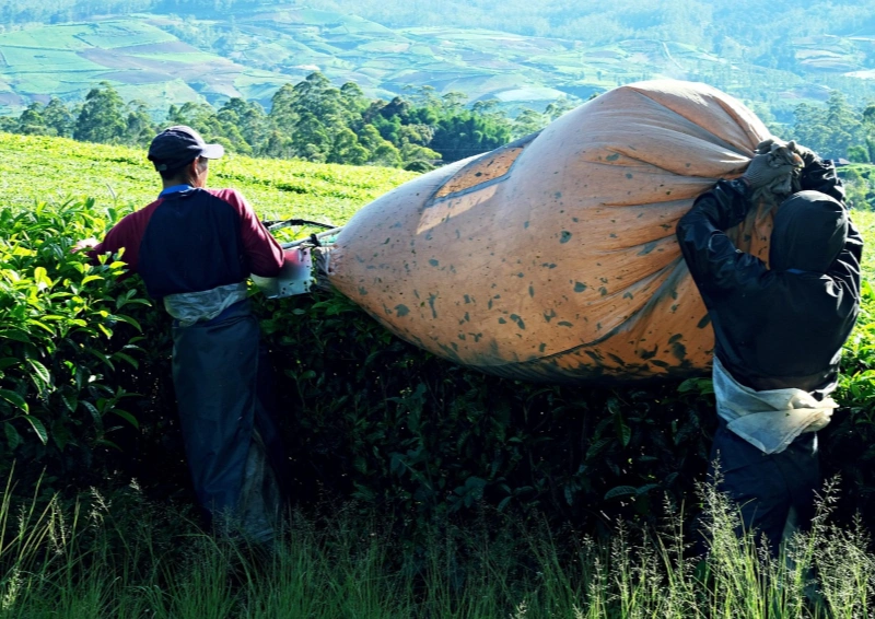 Darjeeling Dhajea FTGFOP1  in einem grossen Sack mit Arbeitern.