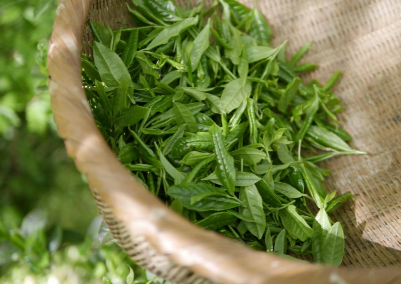 Darjeeling Emerald Green frisch gepflückte Teeblätter im Bambuskorb.