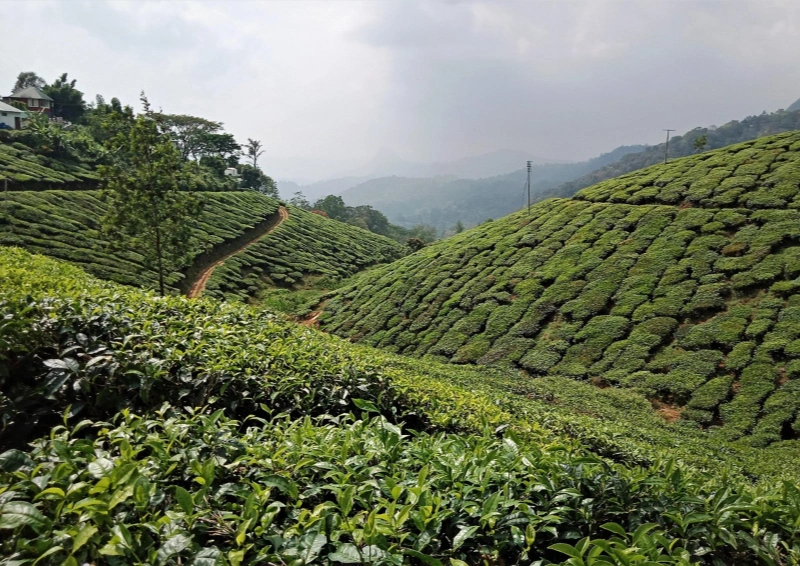 Darjeeling Ging FTGFOP1 Plantage mit Blick ins Tal.