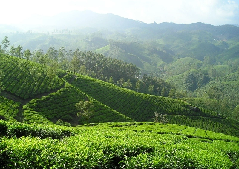 Darjeeling Green Sungma FTGFOP1 Blick vom Teefeld in die Berge