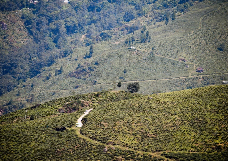 Darjeeling Himalaya Royal Tee Anpflanzung.