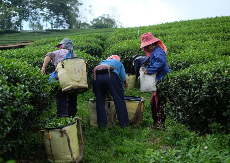 Darjeeling Nagri Farmer die Tee aufladen-