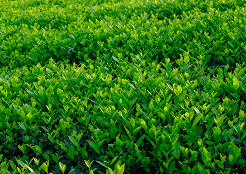 Darjeeling Puttabong FTGFOP1 Blick über die Teepflanzung.