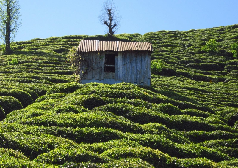 Darjeeling Rohini FTGFOP Teefeld mit kleinem Haus.