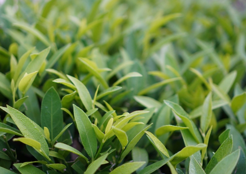 Darjeeling Royal Garden FTGFOP Teeblätter Nahaufnahme Natur.