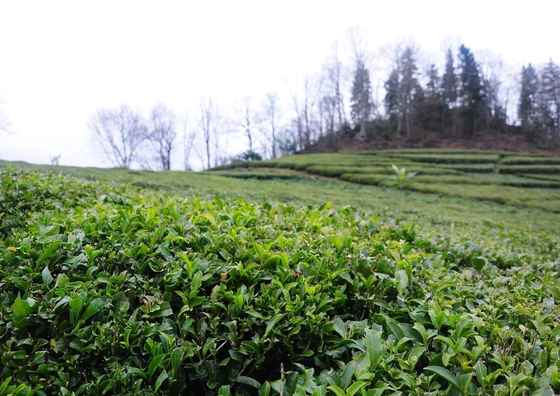 Darjeeling Runglee Rungliot SFTGFOP Teeanpflanzung.