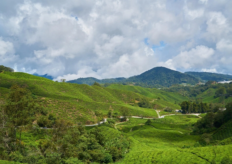 Blick über Darjeeling Teesta Valley Teeplantage.