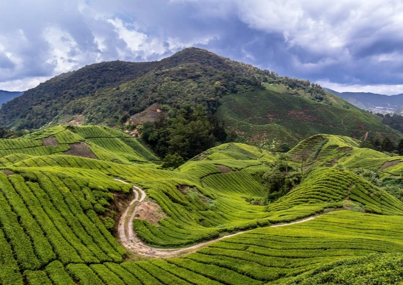 Darjeeling Vah Tukvar TGFOP1 Blick von der Plantage auf den Weg.
