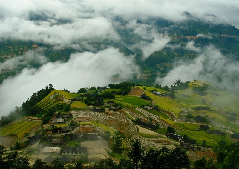 Blick über die Teeplantage in Nebel getaucht.