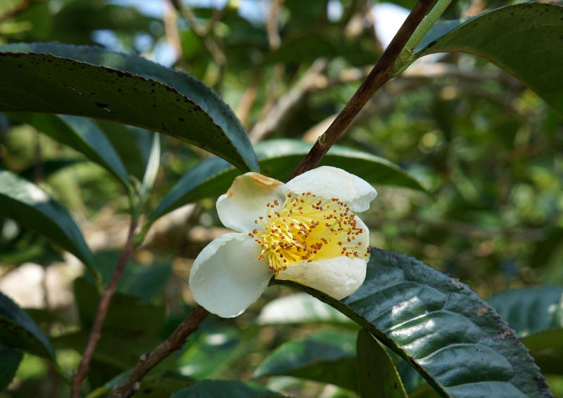 Formosa Feiner Oolong Teeblüte am Teebusch.