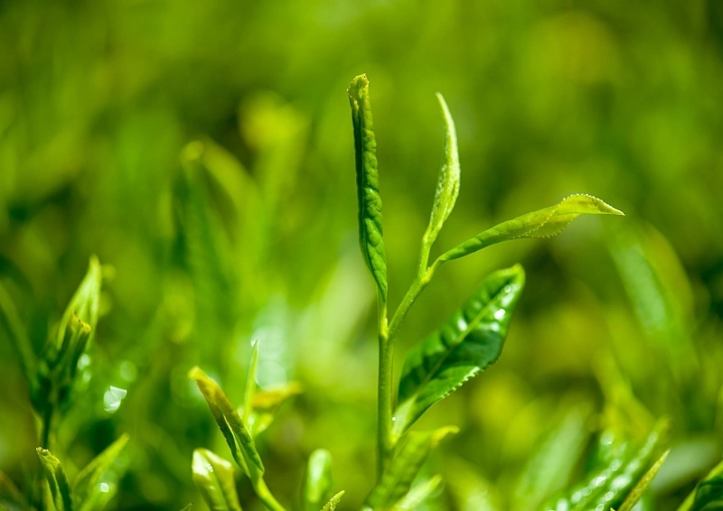 Formosa Superior Top Fancy Oolong Teeblatt in der Natur.