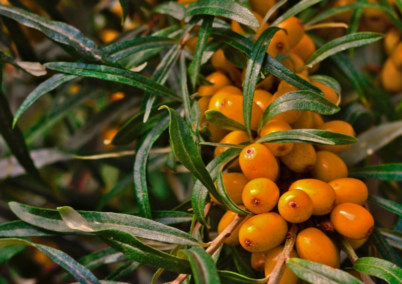 Früchtetee mit Goldbärchen - Sanddornfrüchte am Baum.