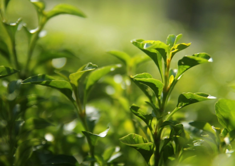 Grüntee China Palace Needle - Teeblätter in Makroaufnahme.