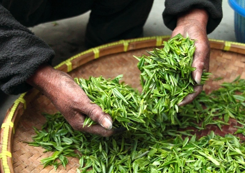 Grüntee Darjeeling Makaibari wird sortiert, lose, frische Blätter.