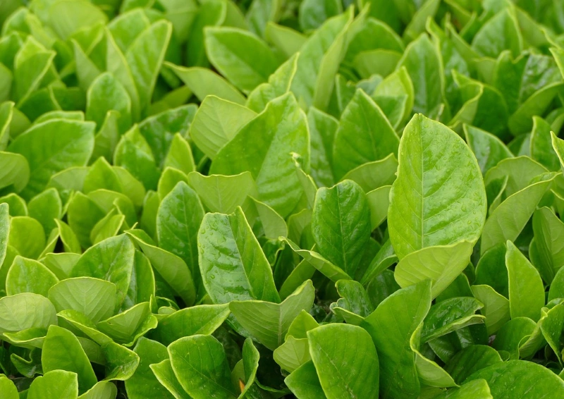 Grüntee Laos Paksong Wu Teefeld, Natur.