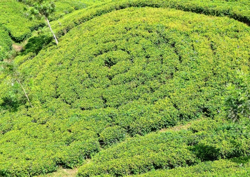 Grüntee Oothu Golden Tippy rund angepflanzte Teebüsche.