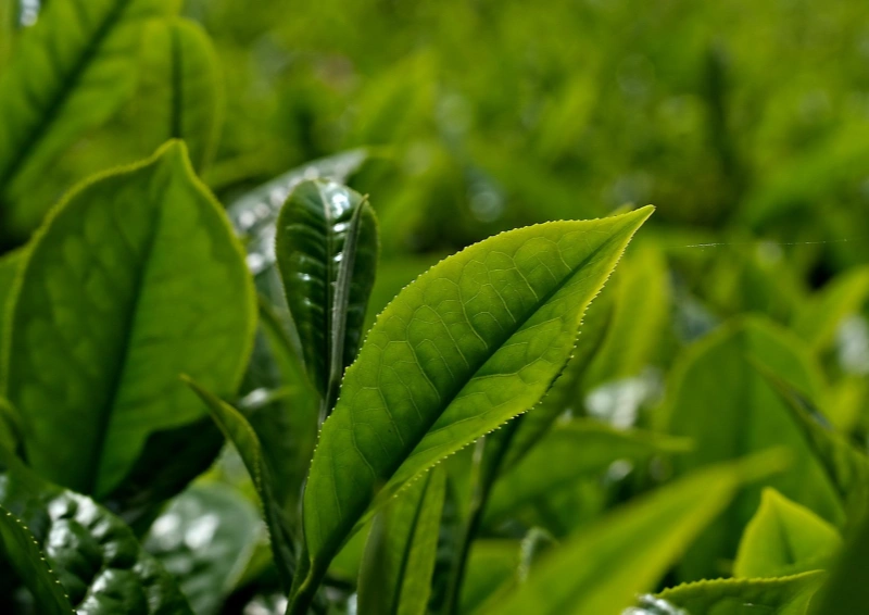 Grüntee Tai Pin Coi Kui saftige Teeblätter.