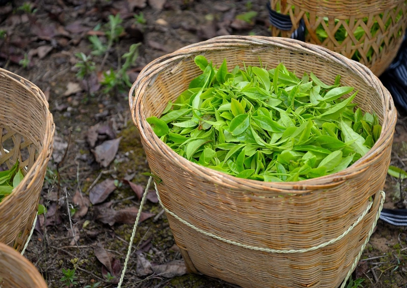Grüntee Thailand Choui Fong frische Teeblätter im Korb.