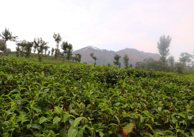 Indien Kashmir Kangra Teeplantage mit Bergen.
