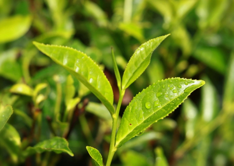 Japan Kirishima No. 3 Nahaufnahme Teeblatt Natur.