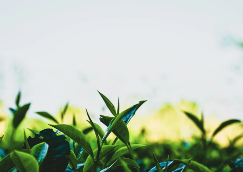 Japan Oku Hikari Shizuoka Teefeld.