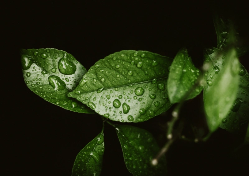 Japan Oku Midori Shizuoka Teeblatt mit Wassertropfen.