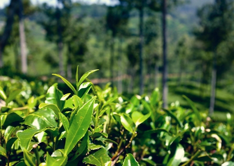Japan Sayama Cha Teefeld in Nahaufnahme, dahinter Wald.