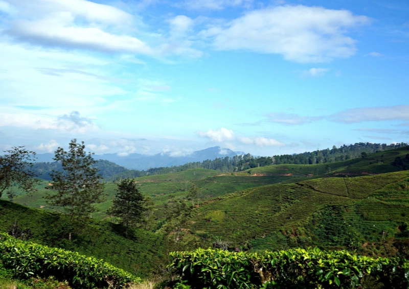 Tee auf den Azoren Teeanpflanzung mit Bergen im Hintergrund.