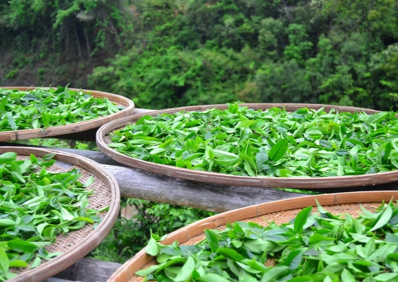 Japan Sencha Yamato frisch gepflückte Teeblätter.