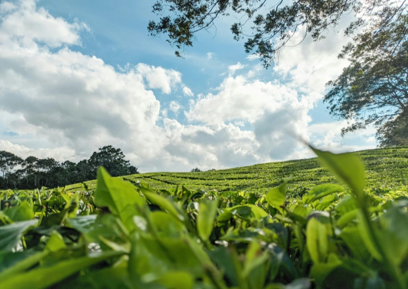 Japan Shincha Haruka frische Blätter auf der Plantage.