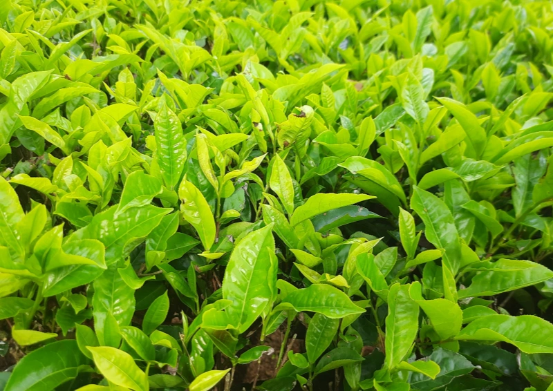 Japan Shincha Kirisakura Teefeld mit satten grünen Blättern.