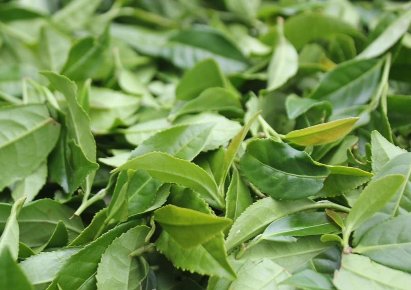 Japan Shinacha Yanotsuyu Shizuoka frische Blätter.