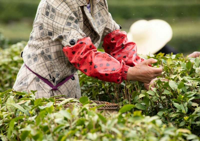 Japan Soshun wird gepflückt, frisch auf dem Teefeld.