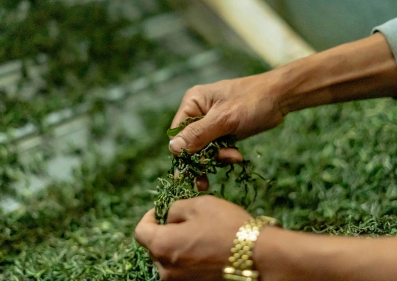 Japan Tenbu Fuka Teeblätter Sortierung.