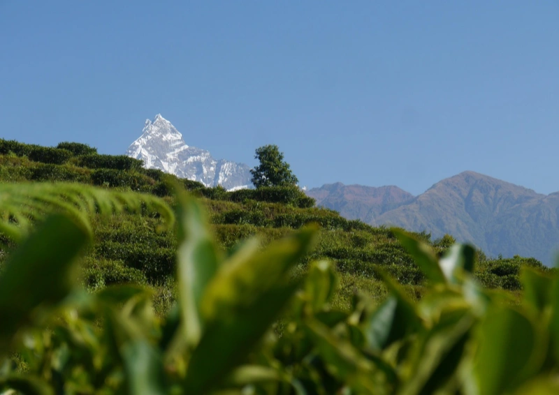 Korea Green FOP Teefeld mit Bergen und Himmel.