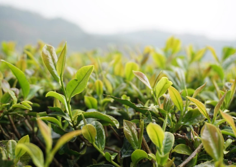 Nepal Antu Valley SFTGFOP1 Teeblätter im Fokus.