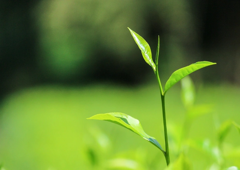 Nepal Kanchanjangha TGFOP1 Teeblatt im Fokus.