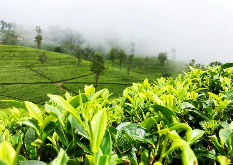 Nepal Sencha Nesprol Blick über das Teefeld-