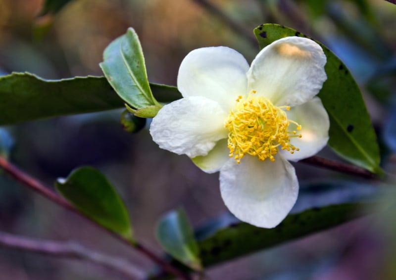 Oolong Alishan Teeblume am Teestrauch.