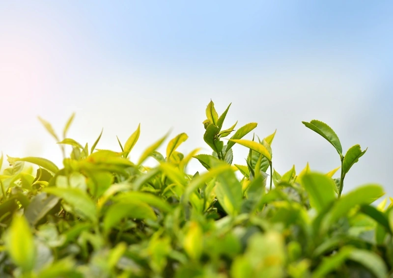 Oolong Formosa Paochung Teefeld unter blauem Himmel, Nahaufnahme.