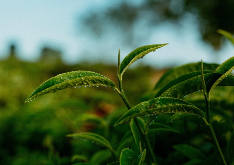 Osmanthus Long Jing Teeblatt im Fokus aufgenommen.