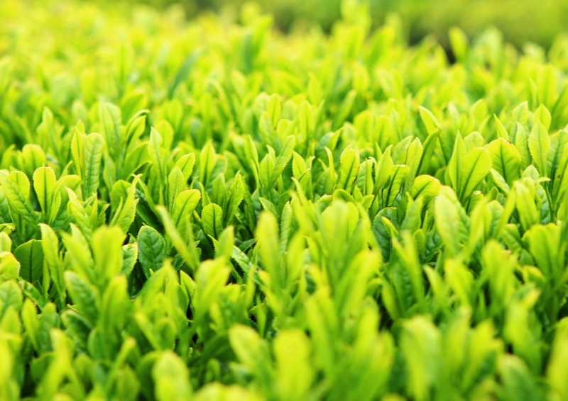 Pu Erh Silver Bud Bing Teeanpflanzung Nahaufnahme.