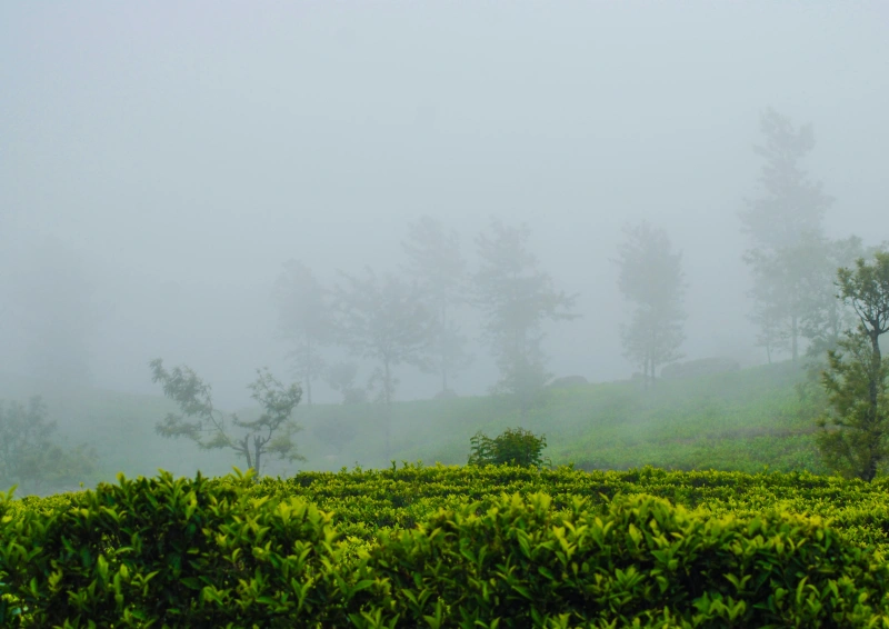 Teefeld mit Nebel im Hintergrund.