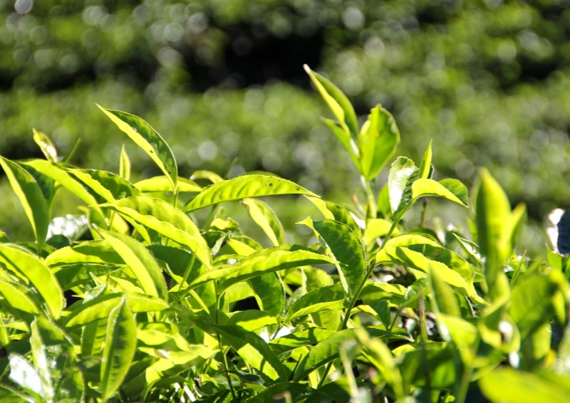 Teebüsche für Schwarztee in Nahaufnahme.