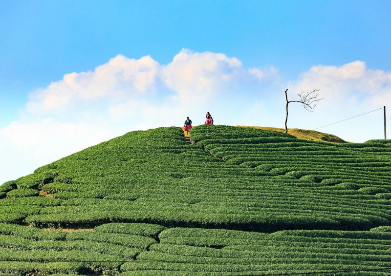 Teefeld am Berg mit blauem Himmel.