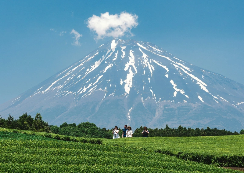 Schwarztee Malawi Balaka Teeplantage mit schneebedecktem Berg.