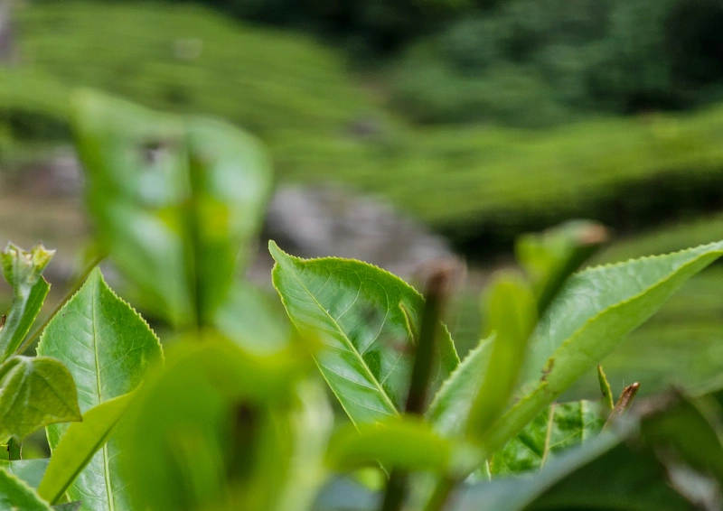 Die Teeblätter von Schwarztee Malawi Thyolo in Nahaufnahme.
