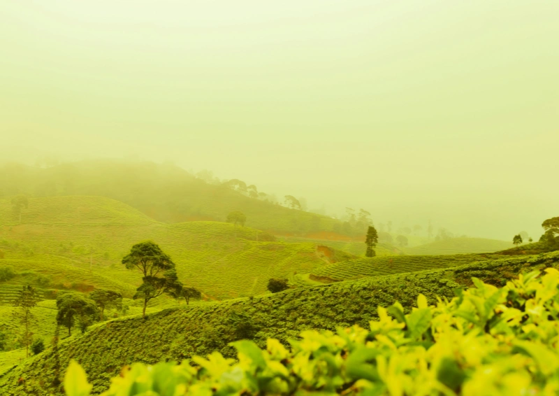 Herrliche Teeplantage in diffusem gelben Licht.
