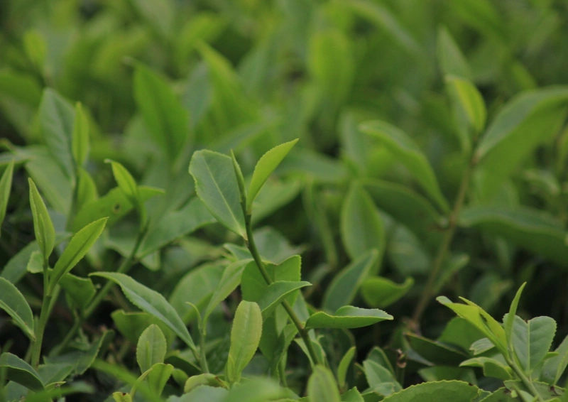 Sumatra Tobasari Teebüsche in Makroaufnahme.